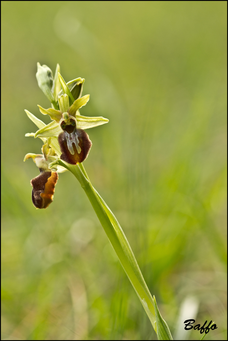 Ophrys sphegodes subsp. sphegodes Mill